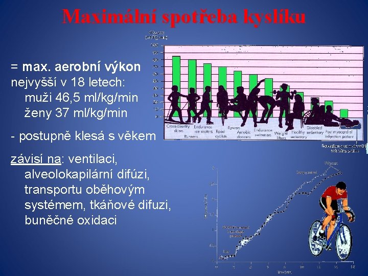 Maximální spotřeba kyslíku = max. aerobní výkon nejvyšší v 18 letech: muži 46, 5