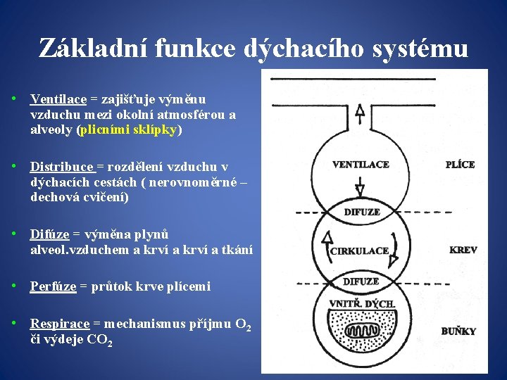 Základní funkce dýchacího systému • Ventilace = zajišťuje výměnu vzduchu mezi okolní atmosférou a