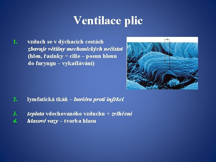 Ventilace plic 1. vzduch se v dýchacích cestách zbavuje většiny mechanických nečistot (hlen, řasinky