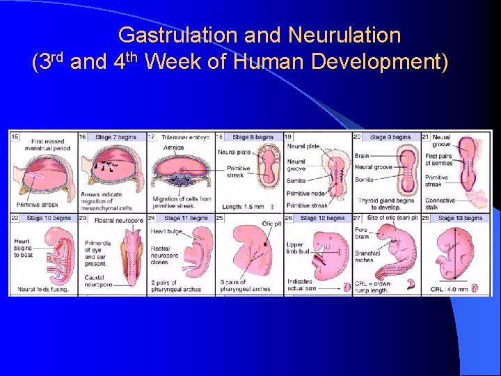 Gastrulation and Neurulation (3 rd and 4 th Week of Human Development) 