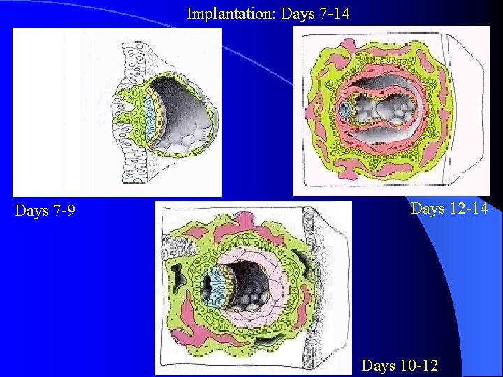 Implantation: Days 7 -14 Days 7 -9 Days 12 -14 Days 10 -12 