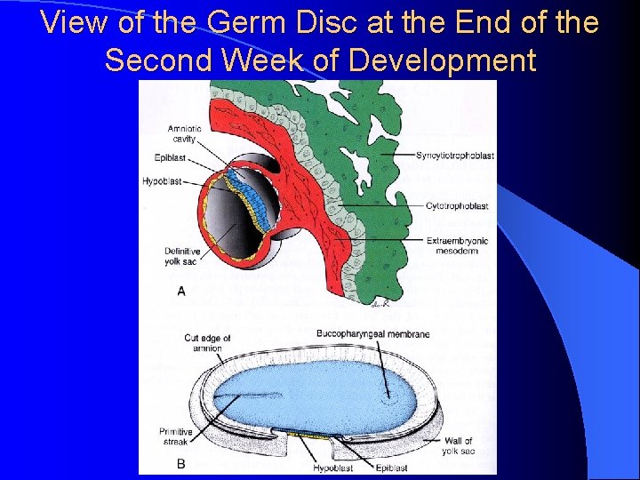 View of the Germ Disc at the End of the Second Week of Development