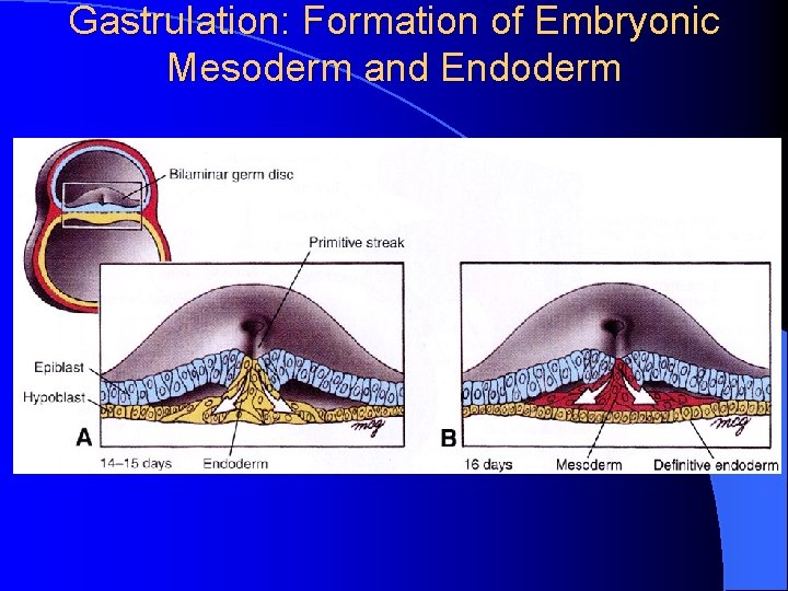 Gastrulation: Formation of Embryonic Mesoderm and Endoderm 