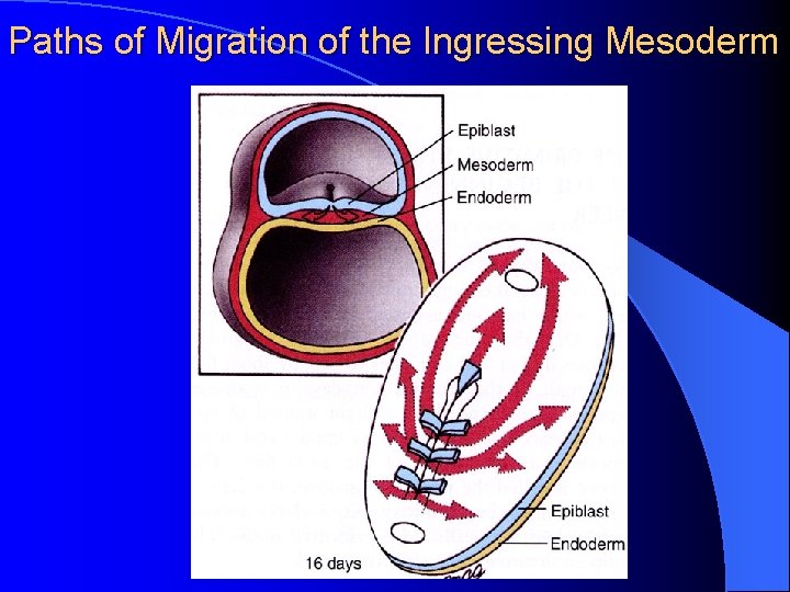 Paths of Migration of the Ingressing Mesoderm 