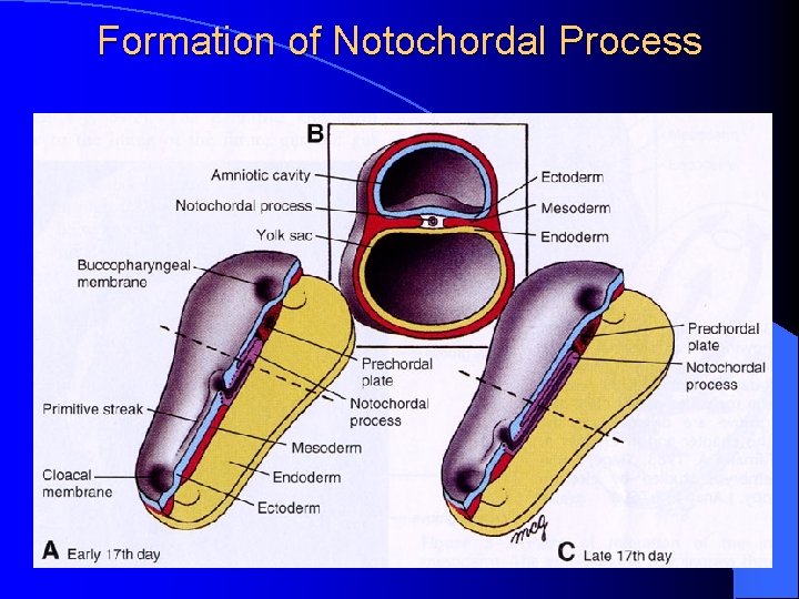 Formation of Notochordal Process 