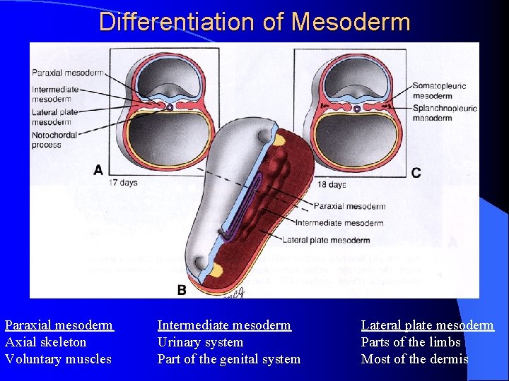 Differentiation of Mesoderm Paraxial mesoderm Axial skeleton Voluntary muscles Intermediate mesoderm Urinary system Part