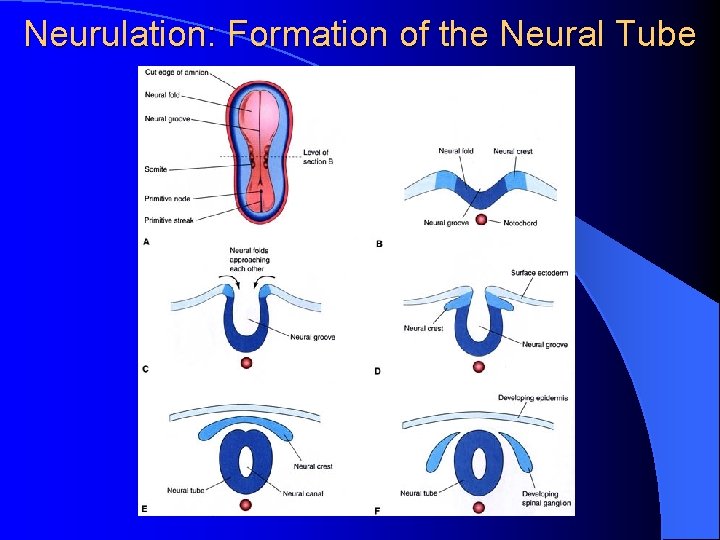 Neurulation: Formation of the Neural Tube 