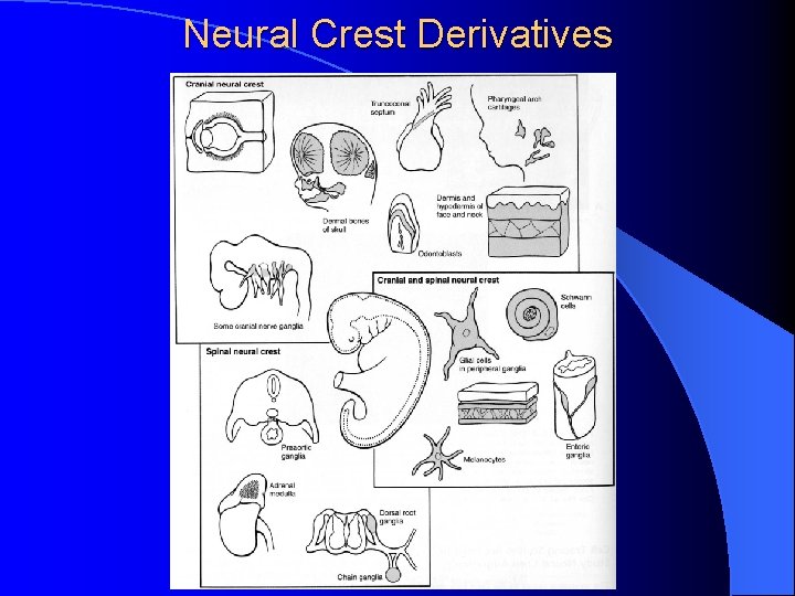 Neural Crest Derivatives 