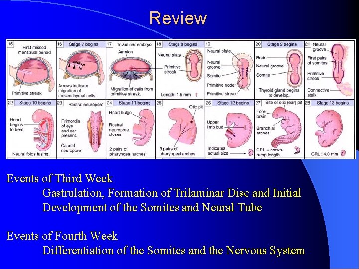 Review Events of Third Week Gastrulation, Formation of Trilaminar Disc and Initial Development of