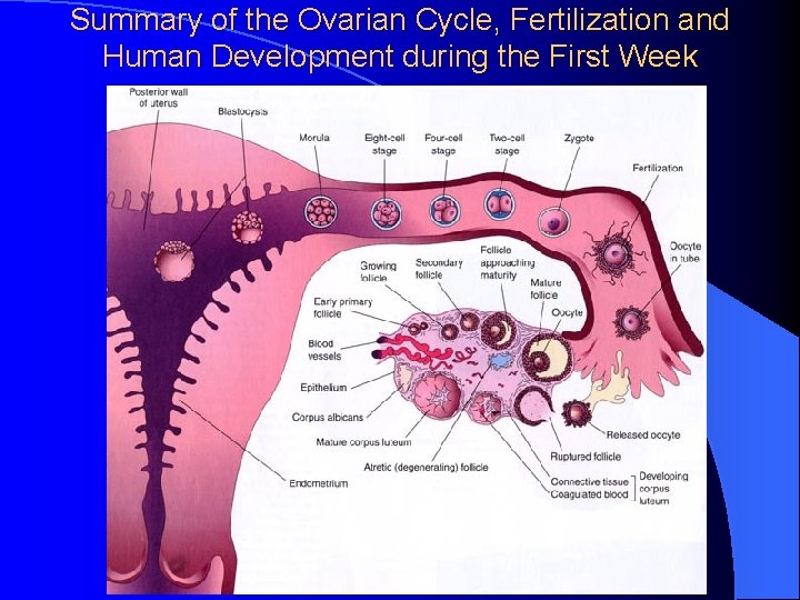 Summary of the Ovarian Cycle, Fertilization and Human Development during the First Week 