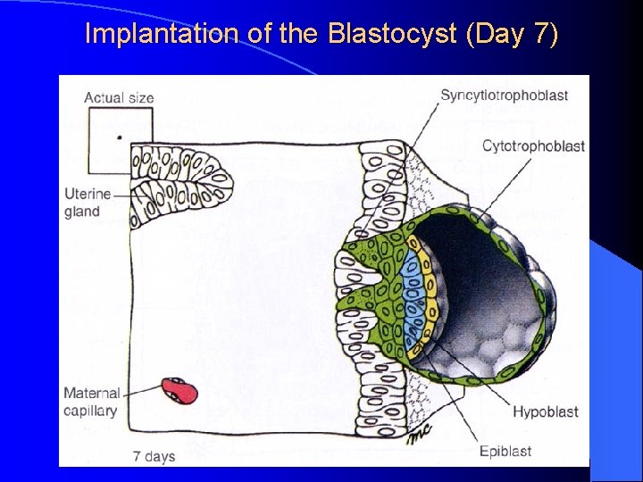 Implantation of the Blastocyst (Day 7) 