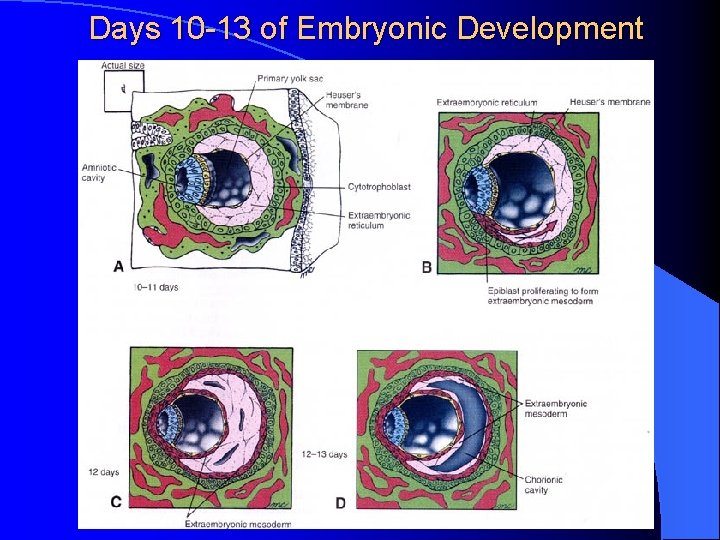 Days 10 -13 of Embryonic Development 