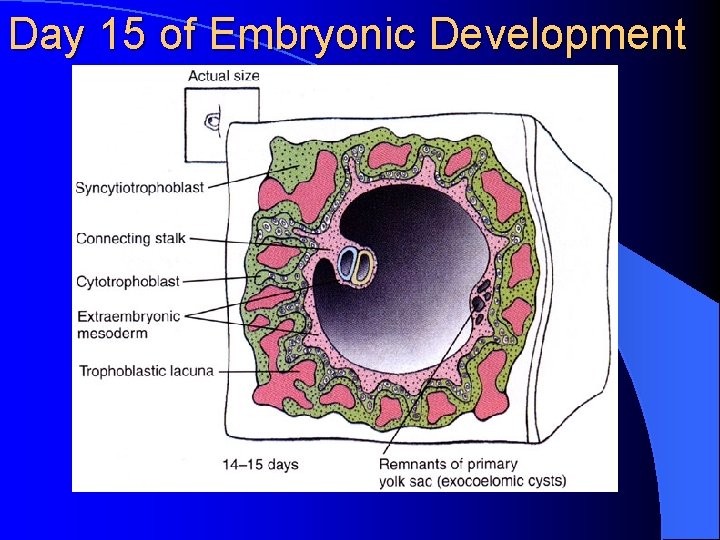 Day 15 of Embryonic Development 