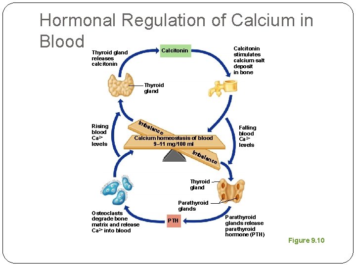 Hormonal Regulation of Calcium in Blood Calcitonin stimulates calcium salt deposit in bone Calcitonin