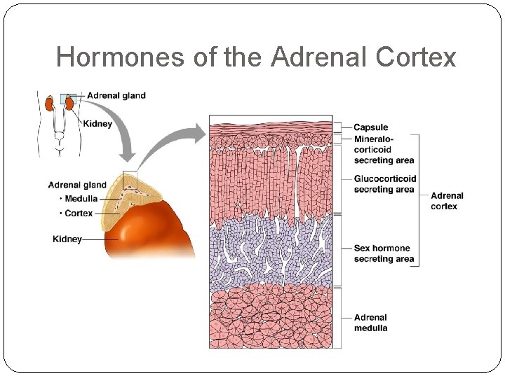 Hormones of the Adrenal Cortex 