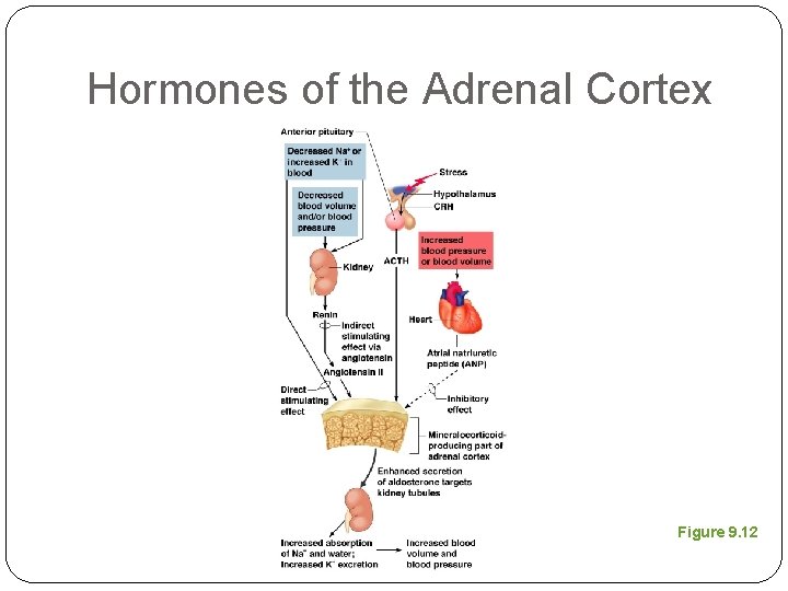 Hormones of the Adrenal Cortex Figure 9. 12 