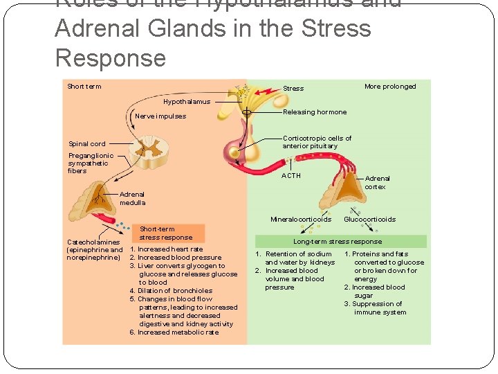 Roles of the Hypothalamus and Adrenal Glands in the Stress Response Short term More