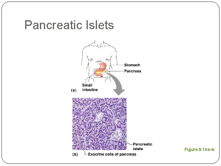 Pancreatic Islets Figure 9. 14 a–b 