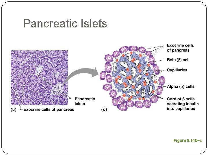 Pancreatic Islets Figure 9. 14 b–c 