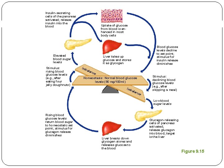 Insulin-secreting cells of the pancreas activated; release insulin into the blood Uptake of glucose