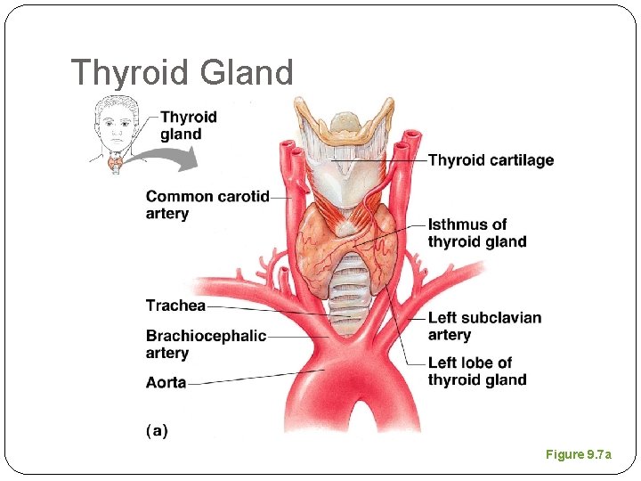 Thyroid Gland Figure 9. 7 a 