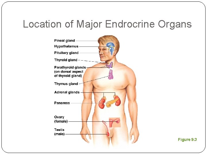 Location of Major Endrocrine Organs Figure 9. 3 