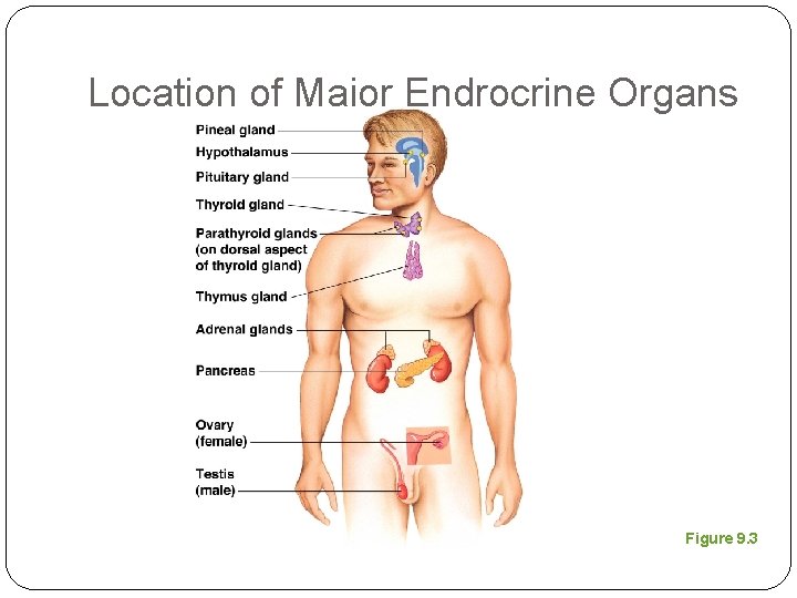 Location of Major Endrocrine Organs Figure 9. 3 