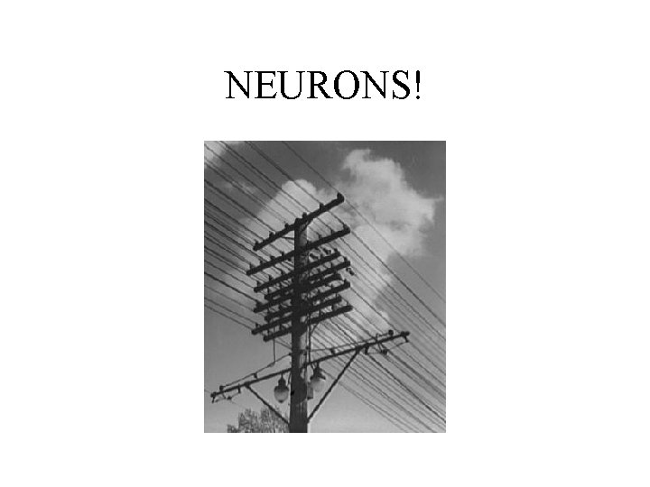 NEURONS! 