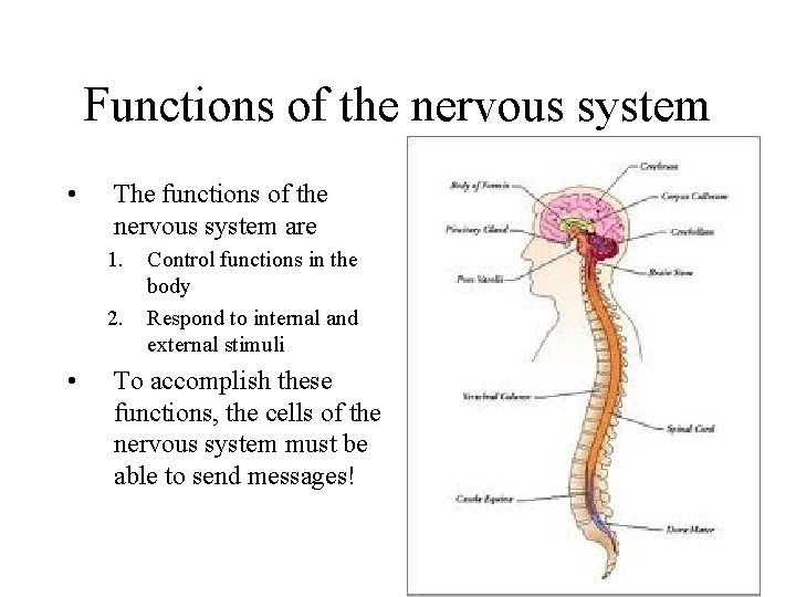 Functions of the nervous system • The functions of the nervous system are 1.