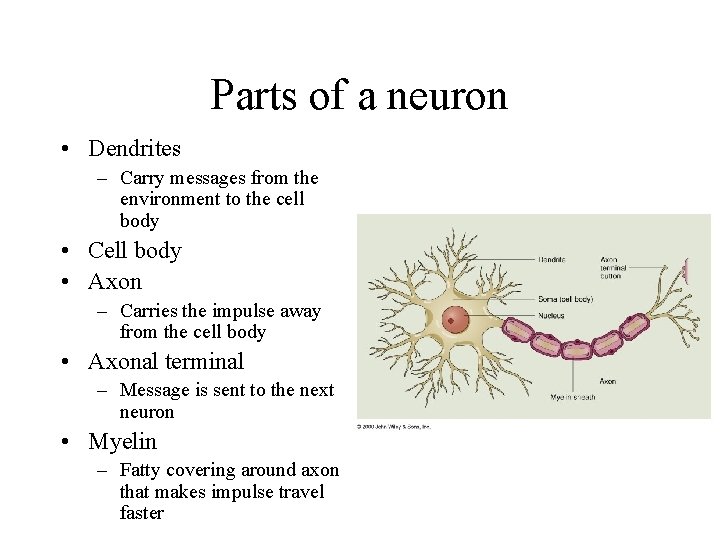 Parts of a neuron • Dendrites – Carry messages from the environment to the