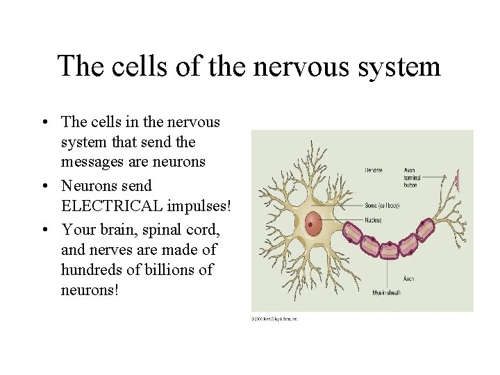 The cells of the nervous system • The cells in the nervous system that The cells of the nervous system • The cells in the nervous system that
