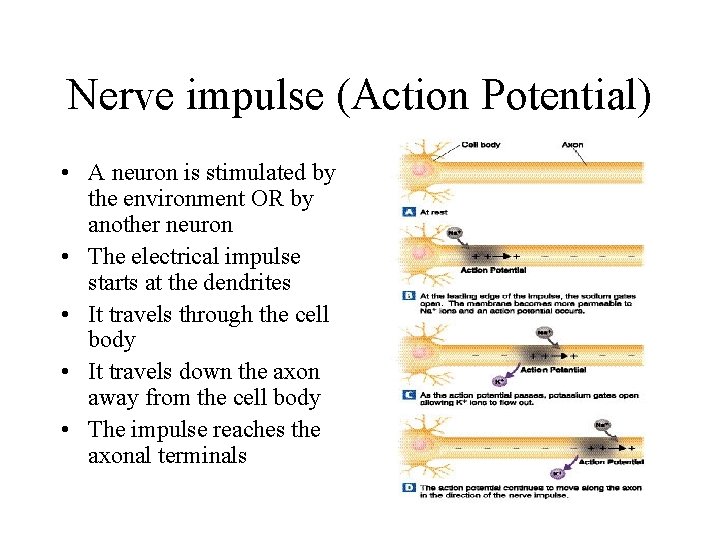 Nerve impulse (Action Potential) • A neuron is stimulated by the environment OR by Nerve impulse (Action Potential) • A neuron is stimulated by the environment OR by
