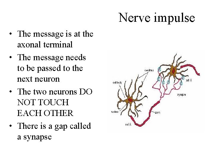 Nerve impulse • The message is at the axonal terminal • The message needs