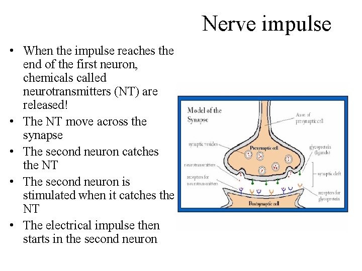 Nerve impulse • When the impulse reaches the end of the first neuron, chemicals