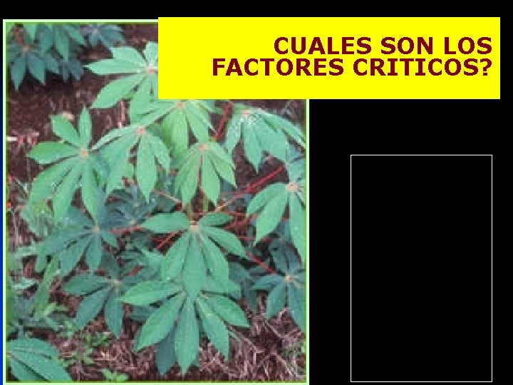 CUALES SON LOS FACTORES CRITICOS? 