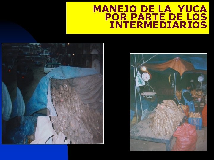 MANEJO DE LA YUCA POR PARTE DE LOS INTERMEDIARIOS 