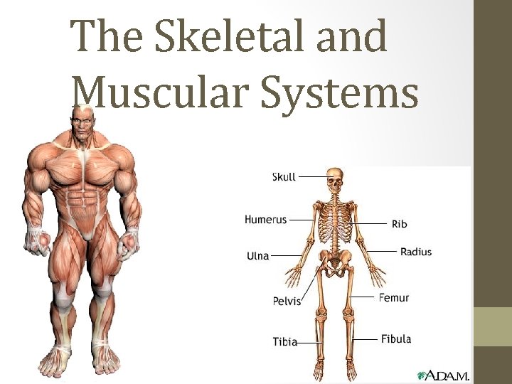 The Skeletal and Muscular Systems 