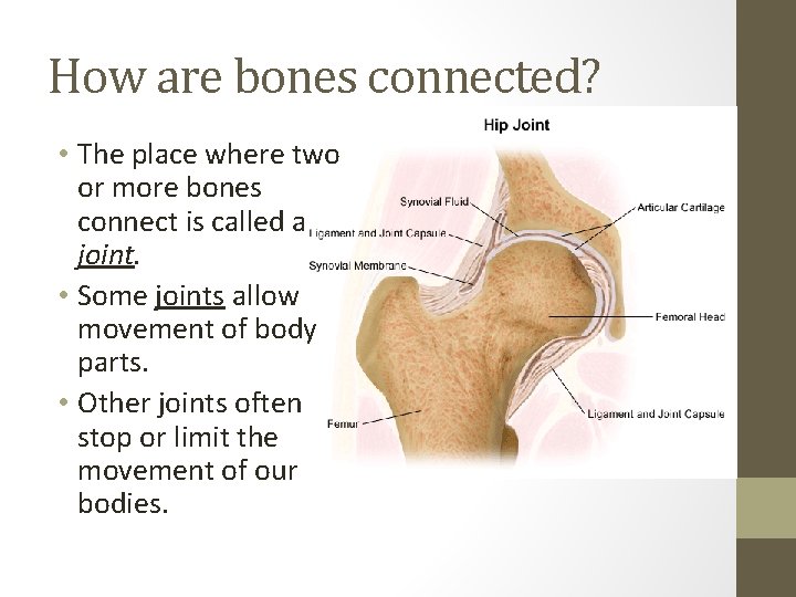 How are bones connected? • The place where two or more bones connect is