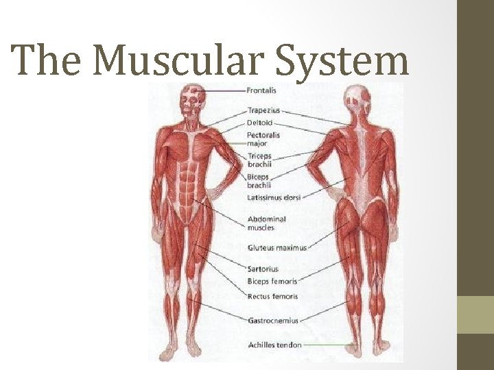 The Muscular System 