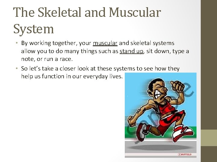 The Skeletal and Muscular System • By working together, your muscular and skeletal systems