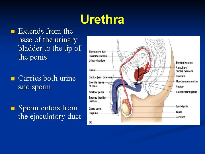 Urethra n Extends from the base of the urinary bladder to the tip of