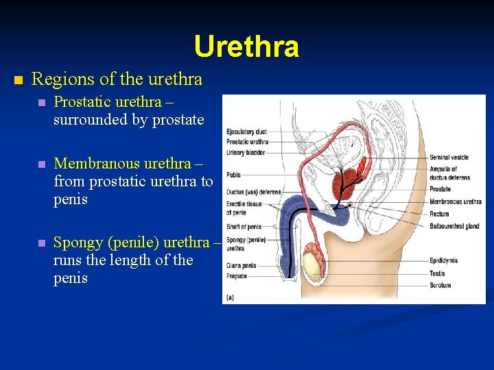 Urethra n Regions of the urethra n Prostatic urethra – surrounded by prostate n