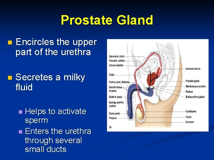 Prostate Gland n Encircles the upper part of the urethra n Secretes a milky