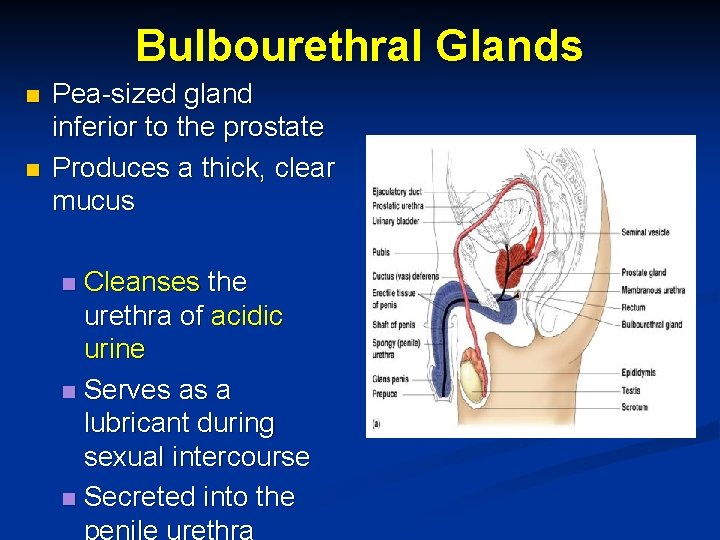 Bulbourethral Glands n n Pea-sized gland inferior to the prostate Produces a thick, clear