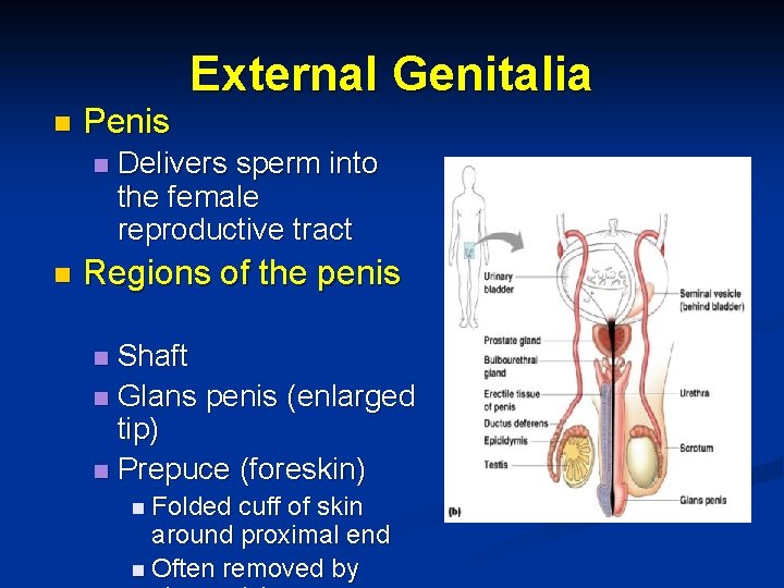 n Penis n n External Genitalia Delivers sperm into the female reproductive tract Regions