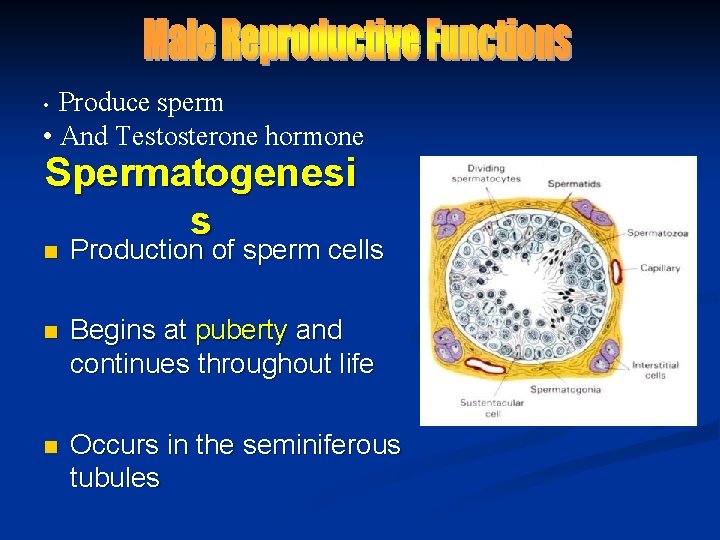 Produce sperm • And Testosterone hormone • Spermatogenesi s n Production of sperm cells