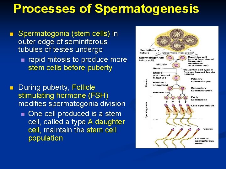 Processes of Spermatogenesis n Spermatogonia (stem cells) in outer edge of seminiferous tubules of