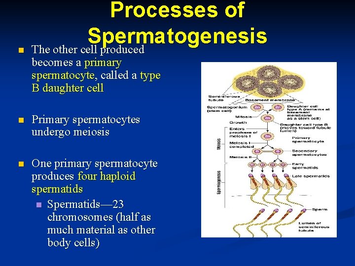 n Processes of Spermatogenesis The other cell produced becomes a primary spermatocyte, called a