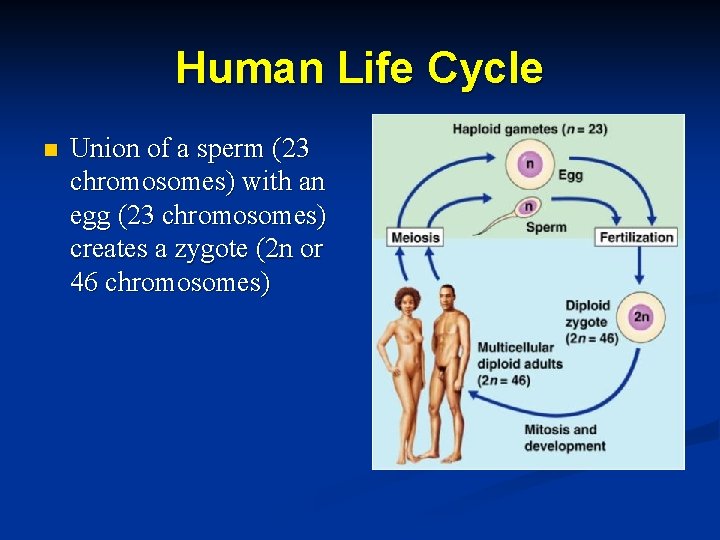 Human Life Cycle n Union of a sperm (23 chromosomes) with an egg (23