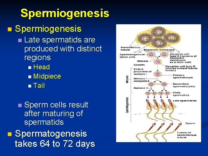 Spermiogenesis n Late spermatids are produced with distinct regions n Head n Midpiece n